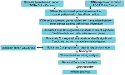 An Iron Metabolism-Related Gene Signature for the Prognosis of Colon Cancer